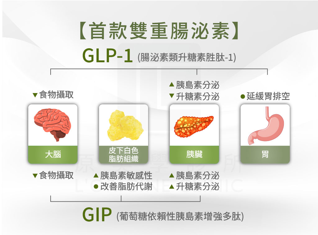 GLP-1與GIP在體內的作用機制圖解
